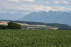 crop, day, eye level view, field, Lausanne, mountain, natural light, summer, sunny, Switzerland, Vaud, vegetation