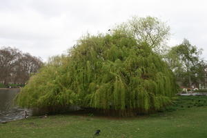 bird, day, England, eye level view, grass, greenery, London, overcast, park, spring, The United Kingdom, weeping willow