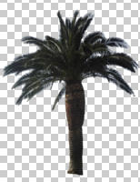 cutout, cutout trees, day, diffuse, diffused light, evergreen, eye level view, palm, Phoenix canariensis, summer