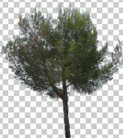 afternoon, ambient light, cloudy, coniferous, cutout, cutout plants, cutout trees, day, diffuse, diffused light, evergreen, eye level view, overcast, pine, Pinus halepensis, tree