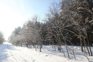 afternoon, bright, coniferous, day, deciduous, eye level view, Poland, road, snow, sunny, tree, Wielkopolskie, winter, woodland