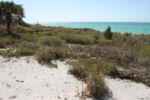 bush, day, eye level view, Florida, grass, palm, Sarasota, seascape, shore, sunny, sunshine, The United States, winter