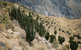 Arequipa, Arequipa, autumn, cactus, day, elevated, moorland, mountain, natural light, Peru, sunny, Valley of Volcanoes, vegetation