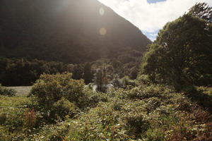 bush, day, eye level view, mountain, plant, summer, sunlight, sunny, sunshine