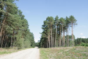 autumn, coniferous, day, eye level view, forest, Kopanica, Poland, road, sunny, treeline, Wielkopolskie