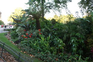 afternoon, autumn, bush, day, England, eye level view, flower, London, park, shady, shrub, sunny, The United Kingdom