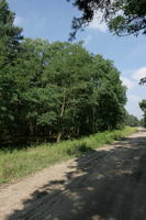 autumn, broad-leaf tree, broad-leaved tree, day, eye level view, forest, Poland, road, sunny, tree, Wielkopolskie