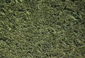 close-up, day, greenery, hedge, sunny, texture