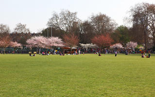 blooming, blossom, day, deciduous, England, eye level view, grass, group, London, park, people, picnicking, sitting, spring, sunny, The United Kingdom, tree