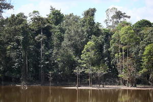 bright, Brunei, day, eye level view, forest, river, summer, sunny, treeline, tropical