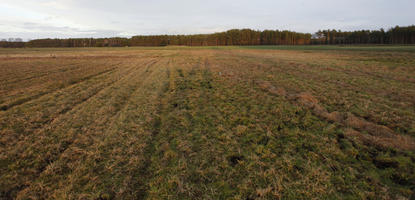 afternoon, day, diffuse, diffused light, eye level view, field, Kopanica, Poland, treeline, Wielkopolskie, winter