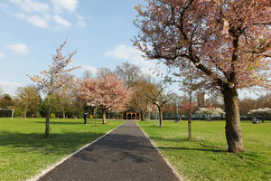 alley, blooming, blossom, day, deciduous, England, eye level view, grass, London, park, spring, sunny, The United Kingdom, tree