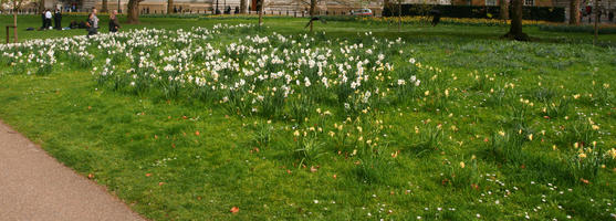 day, England, eye level view, flower, grass, greenery, London, park, spring, sunny, The United Kingdom, tree