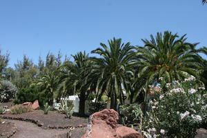 Agave Americana Variegata, American century plant, cactus, Canarias, day, direct sunlight, evergreen, eye level view, flowered bush, garden, Las Palmas, palm, Phoenix canariensis, Spain, spring, succulent plant, sunny