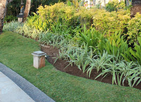 Bali, day, eye level view, garden, grass, Indonesia, plant, shrub, summer, sunny, tropical