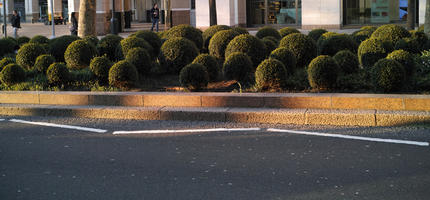 bush, day, England, eye level view, kerb, London, spring, street, sunny, The United Kingdom