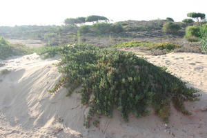 autumn, bush, day, desert, direct sunlight, Essaouira, eye level view, Morocco, natural light, sunlight, sunny, sunshine, vegetation