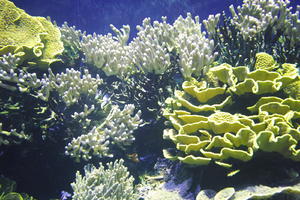 aquarium, artificial lighting, close-up, coral, Monaco, Monte Carlo, Monte-Carlo, museum