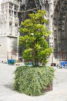 Champagne-Ardenne, city, day, eye level view, France, potted plant, summer, Troyes