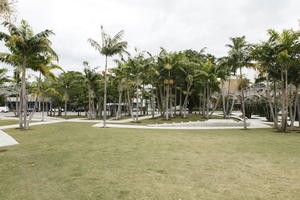 coconut palm, Cocos nucifera, day, diffuse, diffused light, eye level view, Florida, grass, Miami, palm, park, summer, The United States