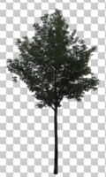 broad-leaf tree, broad-leaved tree, cutout, cutout trees, day, diffuse, diffused light, eye level view, summer