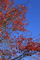 below, branch, day, England, London, natural light, park, sunny, The United Kingdom, tree