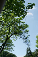 below, broad-leaf tree, broad-leaved tree, day, park, Porto, Porto, Portugal, spring, sunny