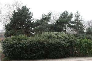 bush, coniferous, day, eye level view, France, Ile-De-France, natural light, Paris, park, shrub, tree, winter