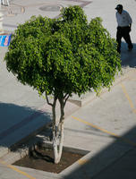 day, elevated, Ica, natural light, Nazca, Peru, street, sunny, tree, vegetation