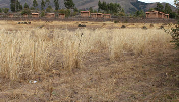 day, diffuse, diffused light, eye level view, field, Peru, Puno, summer