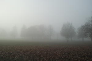 deciduous, England, eye level view, fog, grass, leaves, London, natural light, overcast, park, silhouette, The United Kingdom, tree, winter