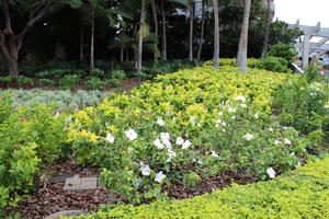 bush, day, diffuse, diffused light, eye level view, flowered bush, garden, Hawaii, natural light, shrub, summer, The United States