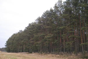 ambient light, coniferous, day, eye level view, forest, overcast, Poland, Wielkopolskie, winter, Wolsztyn