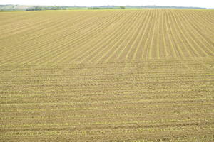 day, eye level view, field, France, natural light, plant, spring