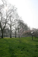 blossom, day, deciduous, England, eye level view, grass, London, park, spring, sunny, The United Kingdom, tree