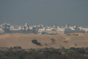 autumn, day, desert, direct sunlight, elevated, Essaouira, Morocco, natural light, sunlight, sunshine, town, tree, vegetation