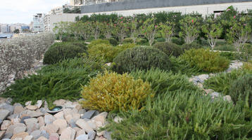 autumn, bush, day, diffuse, diffused light, eye level view, flowered bush, garden, Malta, natural light, shrub