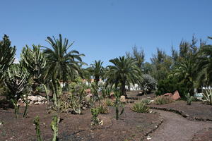 Agave Americana Variegata, American century plant, cactus, Canarias, Cardon Canario, day, direct sunlight, Euphorbia canariensis, evergreen, eye level view, garden, Las Palmas, palm, Phoenix canariensis, Spain, spring, succulent plant, sunny