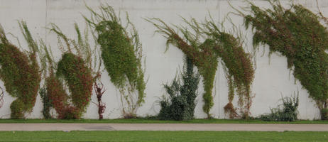 concrete, exposed concrete, green wall, greenery, ivy, orthogonal, promenade, retaining wall, texture, wall