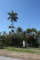 day, evergreen, eye level view, Florida, Miami, palm, park, royal palm, Roystonea regia, summer, sunny, The United States