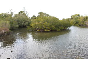 day, elevated, Florida, mangrove, river, The United States, winter