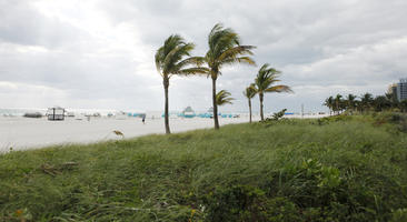 beach, day, diffuse, diffused light, eye level view, Florida, grass, Miami, overcast, palm, Phoenix canariensis, summer, The United States