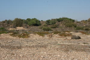 autumn, bush, day, desert, direct sunlight, Essaouira, eye level view, Morocco, natural light, sunlight, sunny, sunshine, vegetation