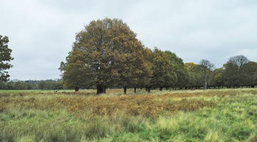 afternoon, autumn, cloudy, day, deciduous, England, eye level view, long grass, open space, outdoors, park, The United Kingdom, vegetation, Wimbledon