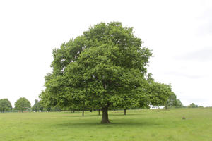 broad-leaf tree, broad-leaved tree, day, diffuse, diffused light, England, eye level view, grass, London, natural light, oak, park, spring, The United Kingdom, treeline