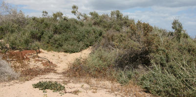 afternoon, Canarias, day, direct sunlight, dunes, eye level view, Las Palmas, shrub, Spain, spring, sunny