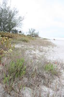 ambient light, beach, bush, day, diffuse, diffused light, eye level view, Florida, grass, overcast, The United States, winter