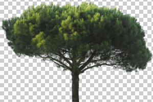 coniferous, cutout, cutout trees, day, evergreen, eye level view, summer, sunny, tree