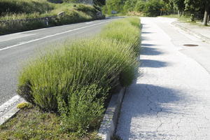 bush, Croatia, day, direct sunlight, eye level view, lavander, shrub, spring, sunny