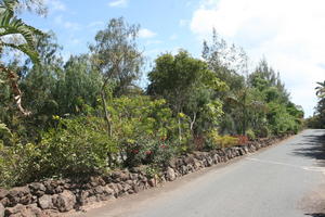 day, elevated, road, summer, sunny, tree, treeline, tropical